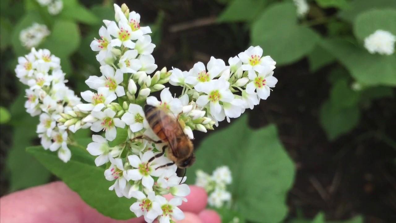 Buckwheat Blossom Honey